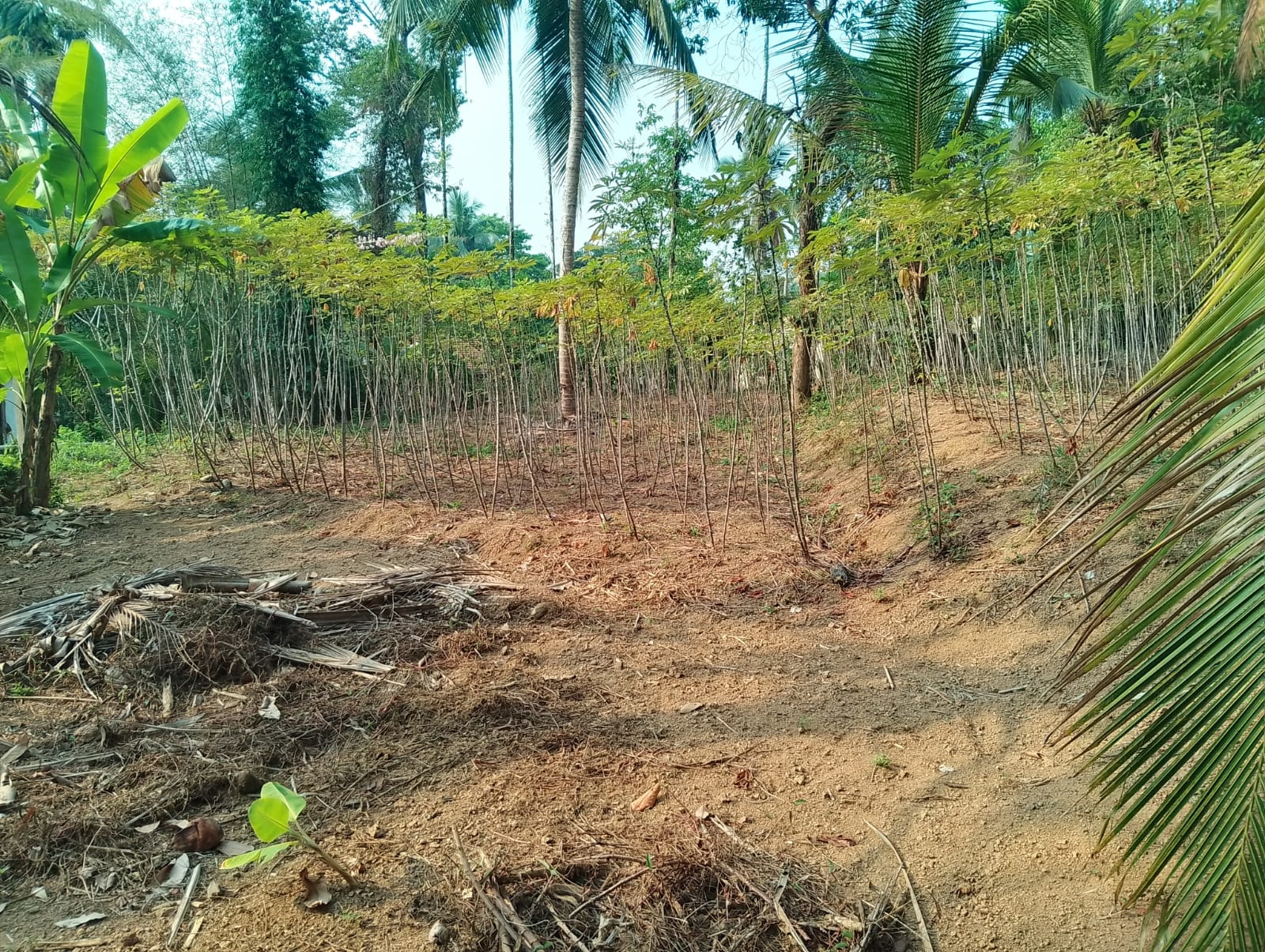 කිරිඳිවැල - මද්දේගම පාසල අසල වටිනා ඉඩමක් විකිණීමට - Kirindiwala