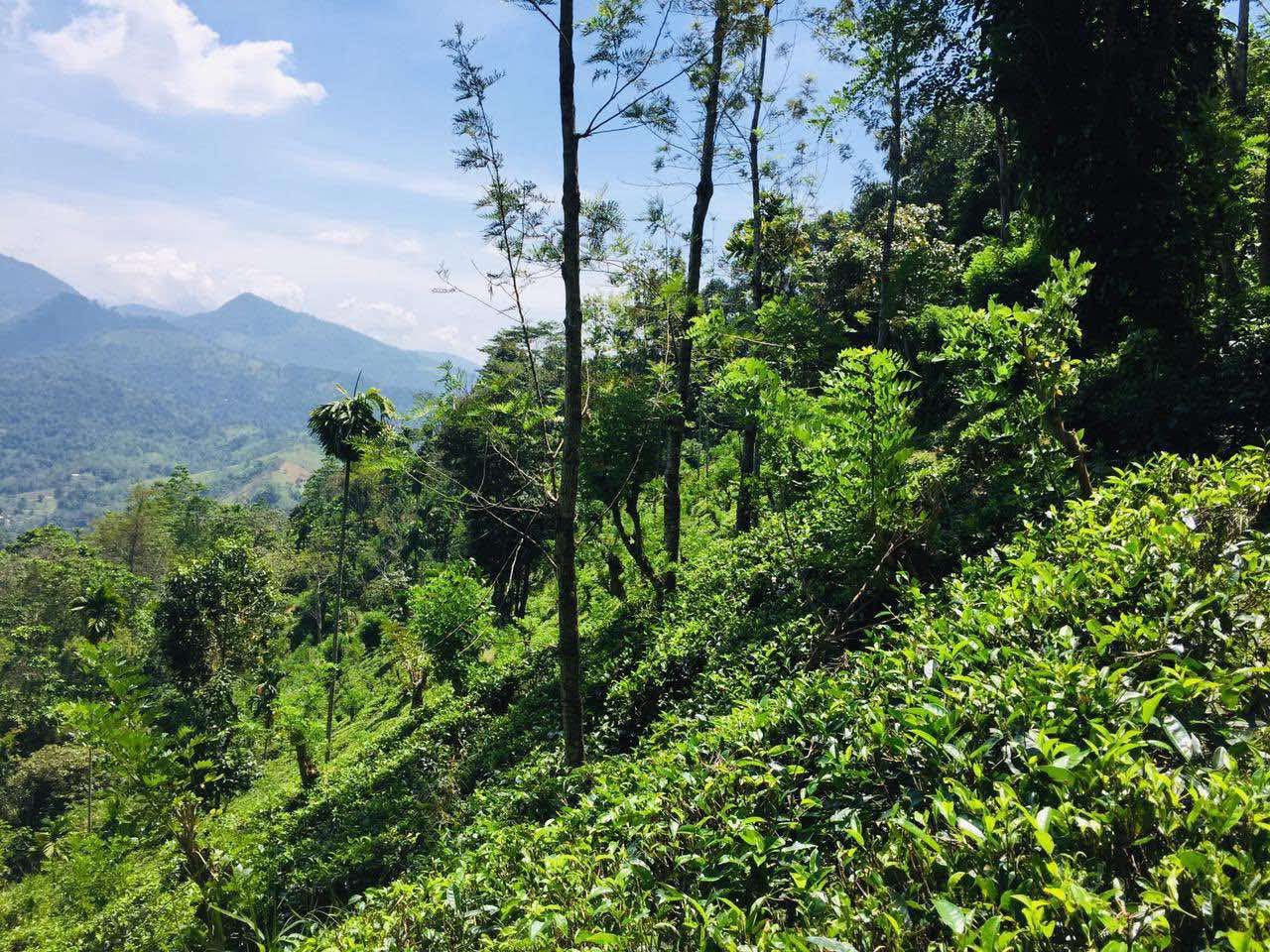 Land for Sale - Kandy, Waththegama,Panwila