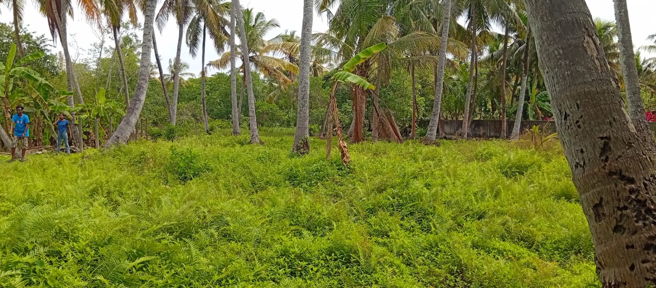 වත්තල හැඳල ප්‍රදේශයෙන් වටිනා ඉඩමක් - Waththala , Dikowita