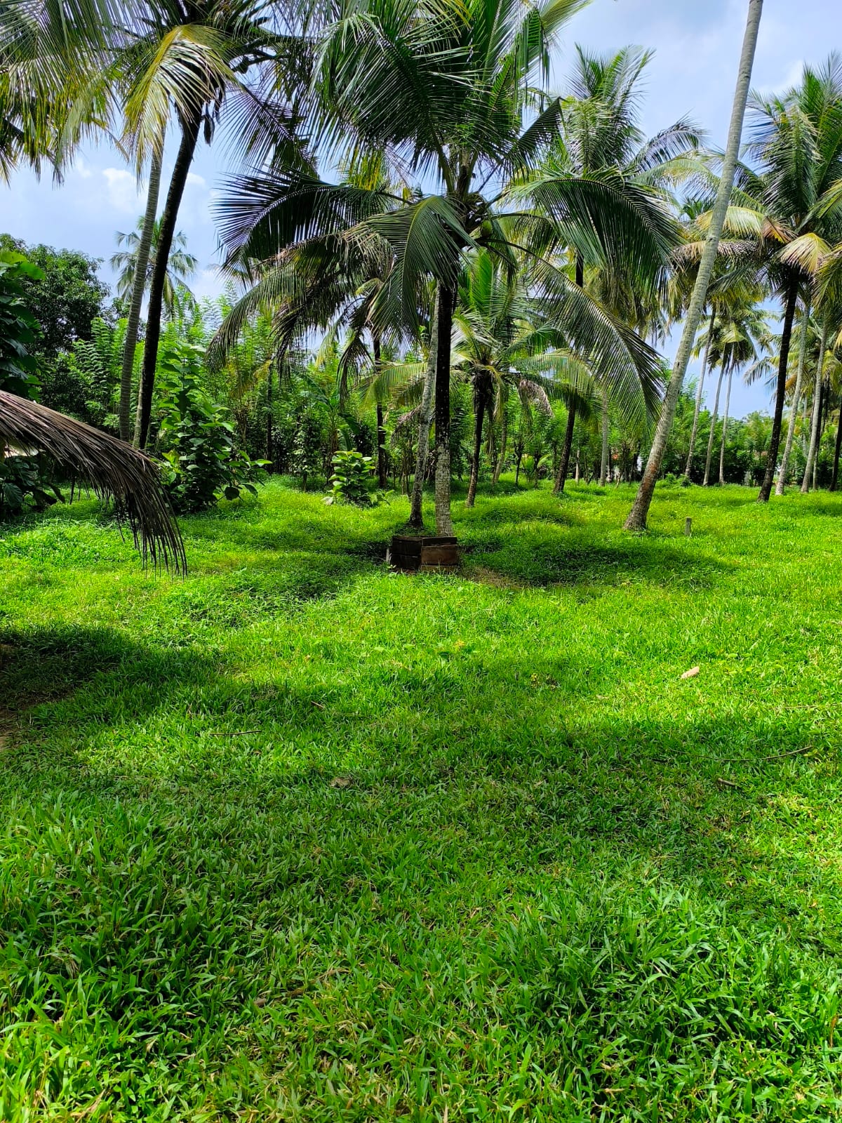 කුරුණෑගල අලකොළදෙනිය - ඉඩම් කැබලි විකිණීමට Land in Kurunagala,Alakoladeniya